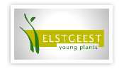 Elstgeest young plants